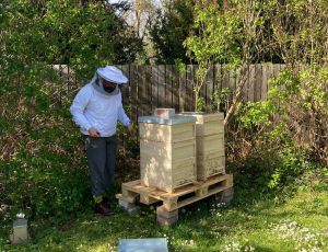 bienen5
